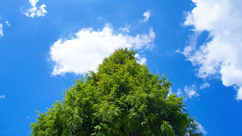 メメント・モリの新プラン185000円から