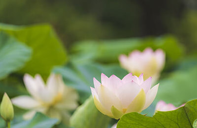 ハスの花